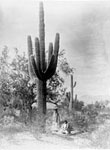 Gathering Saguaro fruit