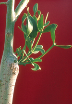 Mistletoe plant