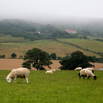 Sheep grazing