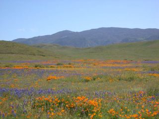 2005 Photo of poppies and lupine