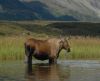 Moose at Tangle Lakes