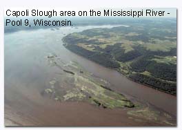 Aerial photo of a bend in a river. There is vegetation along the shores.