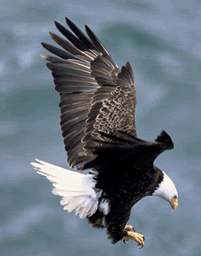 Bald Eagle picture was was taken from the NCTC image library