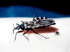 This podcast is designed to inform health care providers about Chagas disease, diagnosis, and treatment and to assist in identifying infected patients.