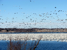 Photo of people Cleaning Up Smithville lake.