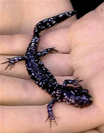 blue-spotted salamaner