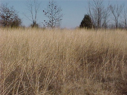 Photo of Grasslands