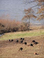 Photo of Deer at Long Branch Lake