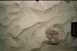 sea floor bottom photo