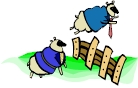 sheep in sweaters jumping fence