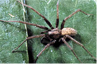 Hobo spider