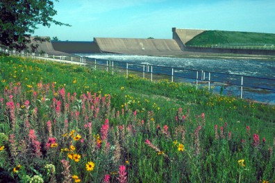 spillwayflowers