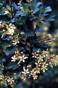 Photo: plant with blue-green leaves and very light, five-petaled blossoms with brown centers.