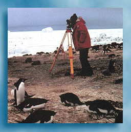 Photo: person using surveying equipment, with penguins in the foreground.