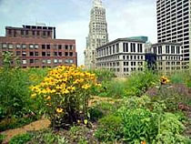 Color photo of plants on roof  of Chicago's City Hall.