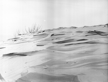 Wind Sculpture of Damp Sand