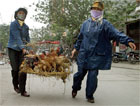 Vietnamese women carry a basket of chickens through the street in Hanoi, Vietnam. [AP/Wide World Photos]