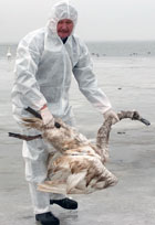 Protected worker removes the carcass of a swan on Thursday, Feb. 16, 2006 near the harbour of Wittower Fahre on the island of Ruegen, northeastern Germany. [AP World Wide Photo]