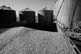 Grain and grain bins