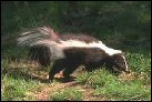 photo of skunk