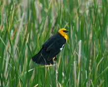 Yellow-Headed Blackbird