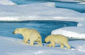 Photo: two polar bears with snow and sea.
