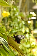 Butterfly Pavilion