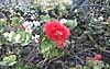 Lehua blossom from the ohia tree - The flower of Hawai`i