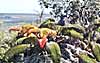 `Ama`u fern with reddish-brown fronds