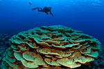 Photo: A diver and a giant coral colony