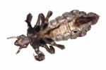 An adult louse