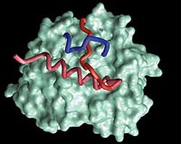 The first observed knotted protein from archaebacterium, the most ancient type of single-cell organism.