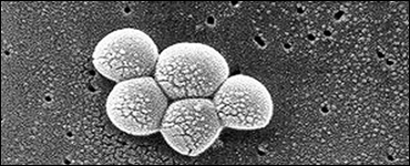 Foto: Bacteria Staphylococcus aureus