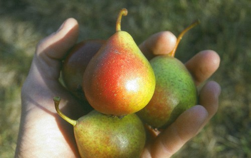 Ancient pear cultivar Rousselet de Reims