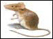 House Mouse produced for CDC by Orkin Pest Control