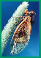 Photo: 17 Year Periodical Cicada