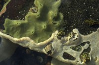 Image DB_STP_DSC0149, tunicate colonies of the D. sp.  advancing over a boulder surface and overgrowing barnacles and a green encrusting sponge. 