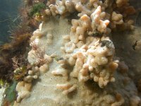 Image DB_STP_DSCN1847, tunicate colonies of the D. sp. overgrowing dark green and dark red algae attached to a boulder. 