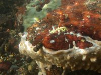 Image DB_STP_DSCN1901, tunicate colonies of the D. sp. growing on the side of a boulder and overgrowing red and green encrusting sponges. 