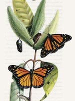 Monarch Butterflies Detail