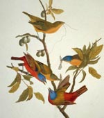 Painted Bunting [graphic].