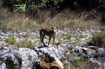 on-land photograph