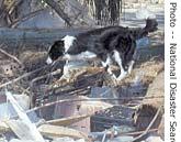 Dawson at work, searching in the ruins of a building in Biloxi, Mississippi, after Katrina (Photo courtesy of National Disaster Search Dog Foundation)