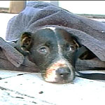 Dog rescued from hurricane Katrina