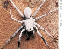 Because they are hunters, wolf spiders have excellent vision, large jaws, a well-developed sense of touch, and long, strong legs