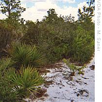 Because of long periods of isolation from the rest of the continent by rising and falling sea levels, the Lake Wales Ridge has one of the highest concentrations in North America of endemic(locally-restricted)species