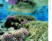 In this photo released by the US Fish and Wildlife Service, pink corals are seen on the Palmyra Atoll in the Pacific in this photo, date unknown
