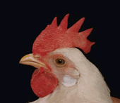 close up of a chicken