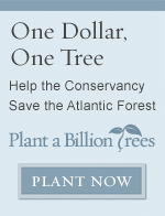 Plant a Billion Trees