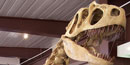 Image of dinosaur skeleton set up at Dinosaur National Monument